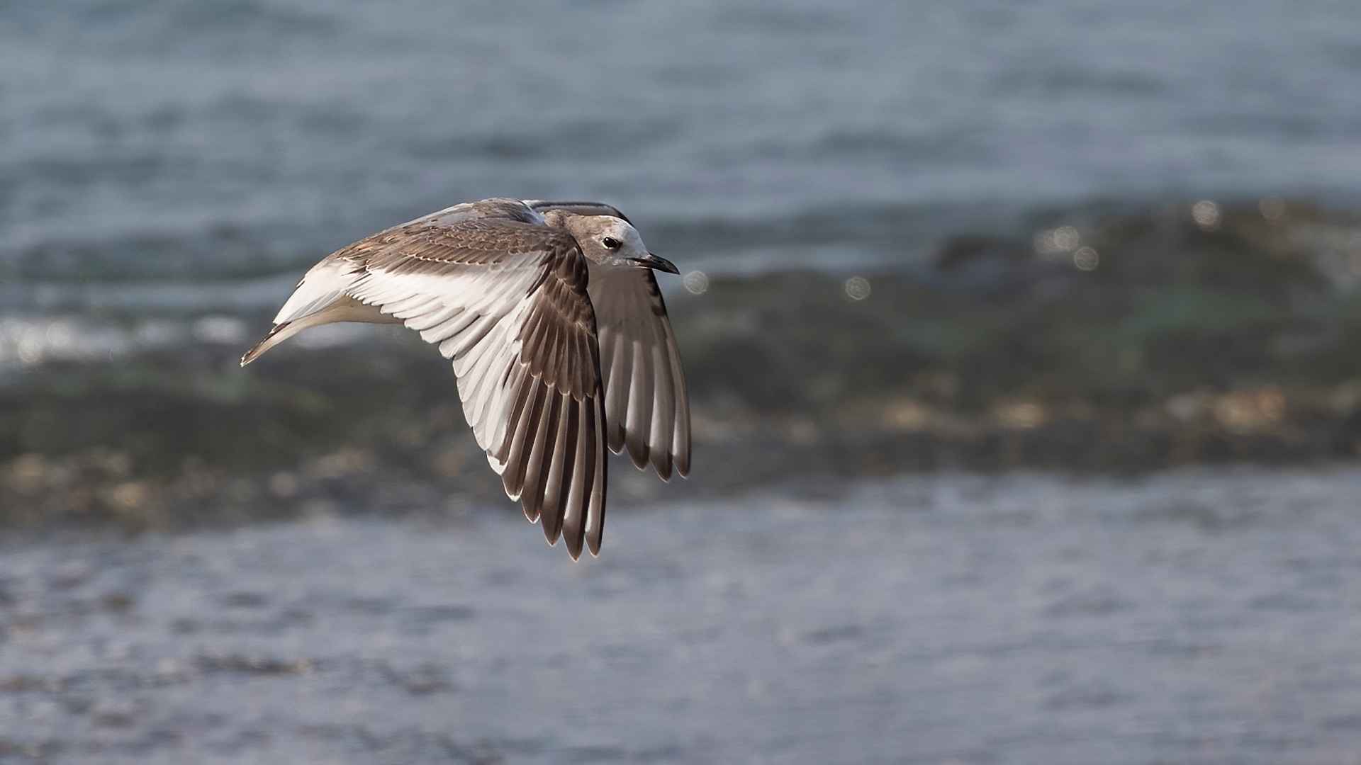 Sabine's Gull